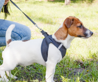 Cachorro con correa paseando en un parque, acompañado de su dueño, mientras aprende a caminar sin tirar.